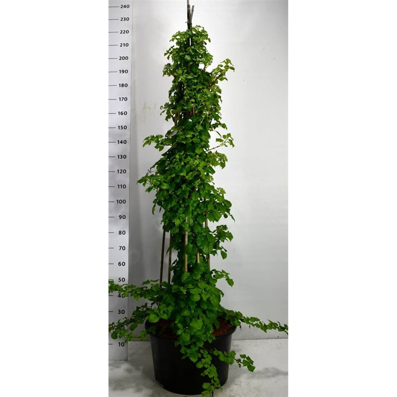 Klätterhortensia – Hydrangea petiolaris - C30 125-150 cm.